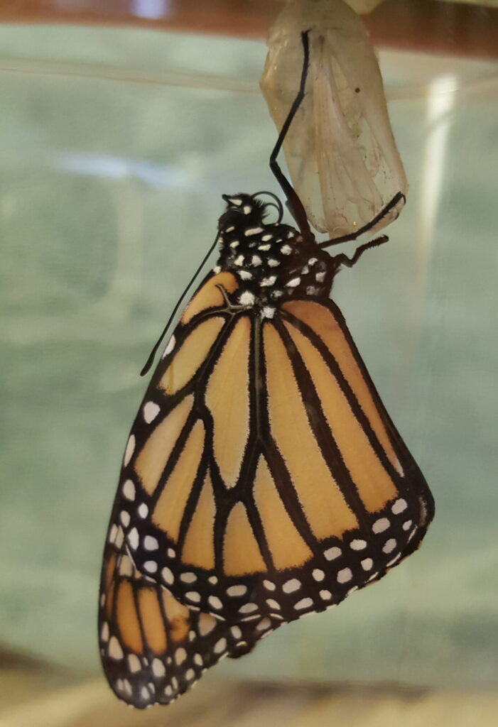 A yellow and black monarch butterfly hanging from its chrysalis